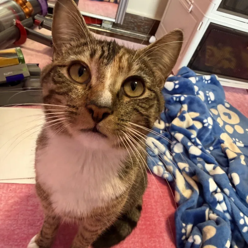 An adult medium-sized female Tabby (Buff / Tan / Fawn) Domestic Short Hair cat named Olive for adoption in Astoria, NY