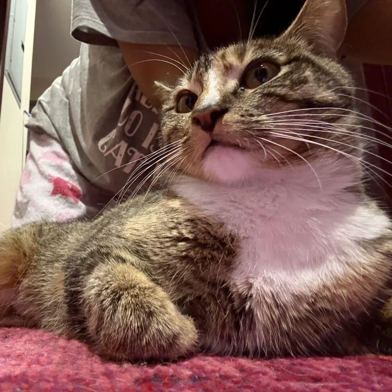 Olive thumbnail 2