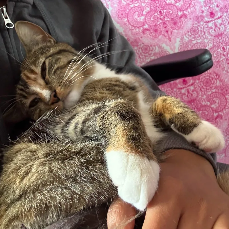 Olive thumbnail 3