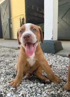 A baby medium-sized male Yellow / Tan / Blond / Fawn Mixed Breed dog named Corky for adoption in Cumberland, RI