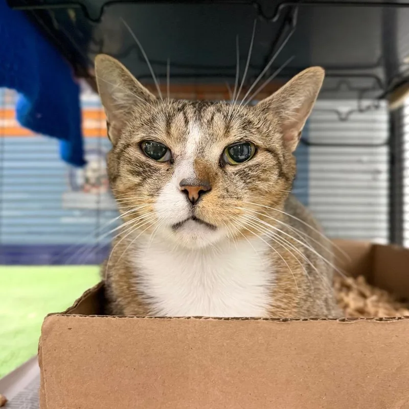 An adult medium-sized female Brown / Chocolate Domestic Short Hair cat named Pomegranate for adoption in Marshall, VA