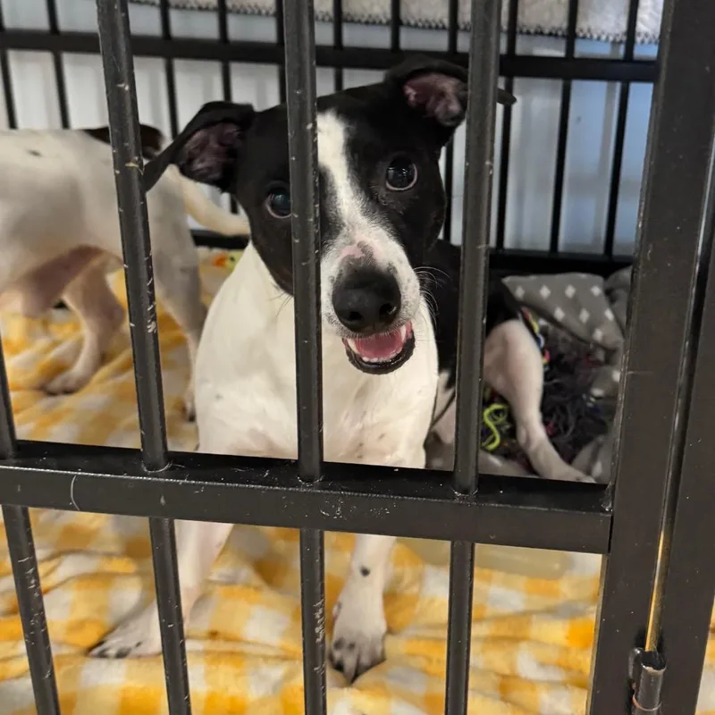 An adult small-sized male Brown / Chocolate Mixed Breed dog named Pantaloons for adoption in Salt Lake City, UT