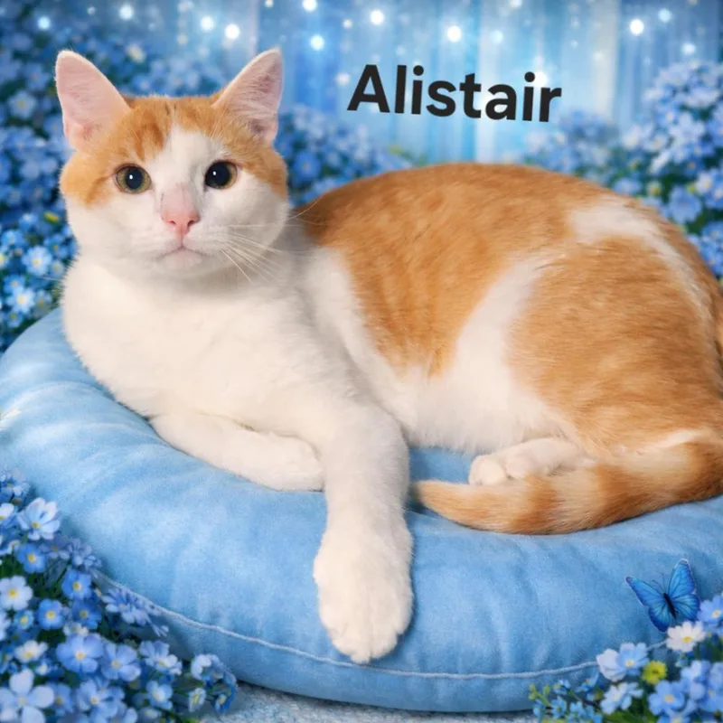 Alistair thumbnail 2