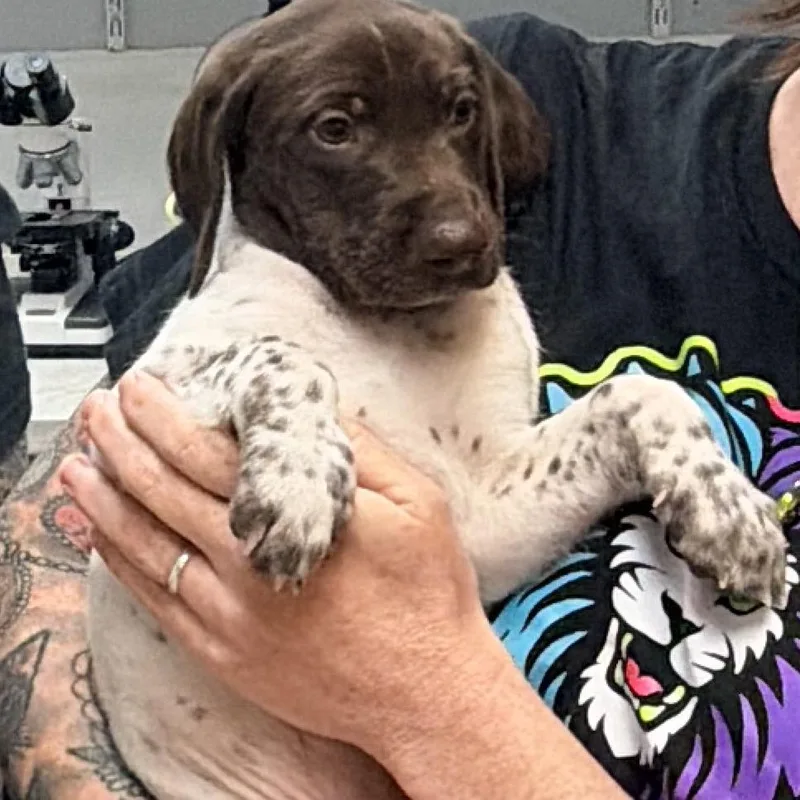 A baby small-sized male German Shorthaired Pointer dog named Jack for adoption in Newark, NJ