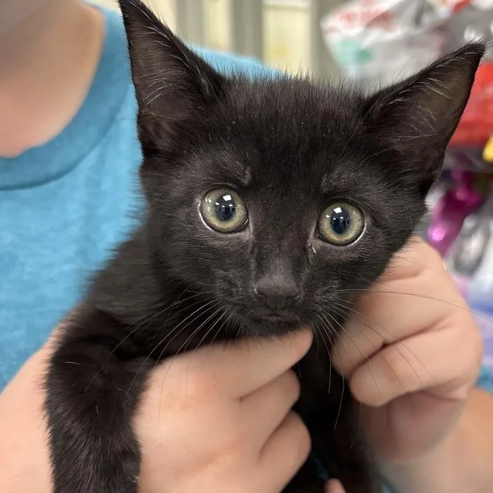 A baby small-sized female Black Domestic Short Hair cat named Porshe for adoption in Galax, VA