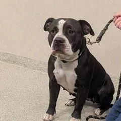 An adult large-sized female Mixed Breed dog named Brizo for adoption in Jacksonville, FL