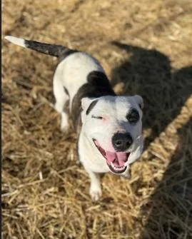 Ms. Nutmeg thumbnail 3