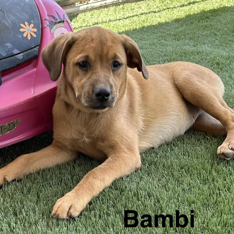 Bambi thumbnail 2