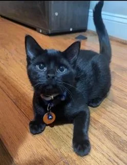 A young medium-sized male Black Domestic Short Hair cat named Mr. Spooky for adoption in Homewood, AL