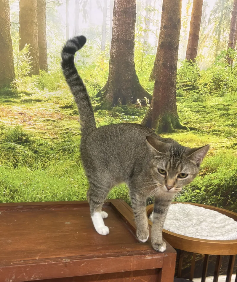 A young medium-sized female Tabby (Brown / Chocolate) Tabby cat named Taylor for adoption in Whittier, CA