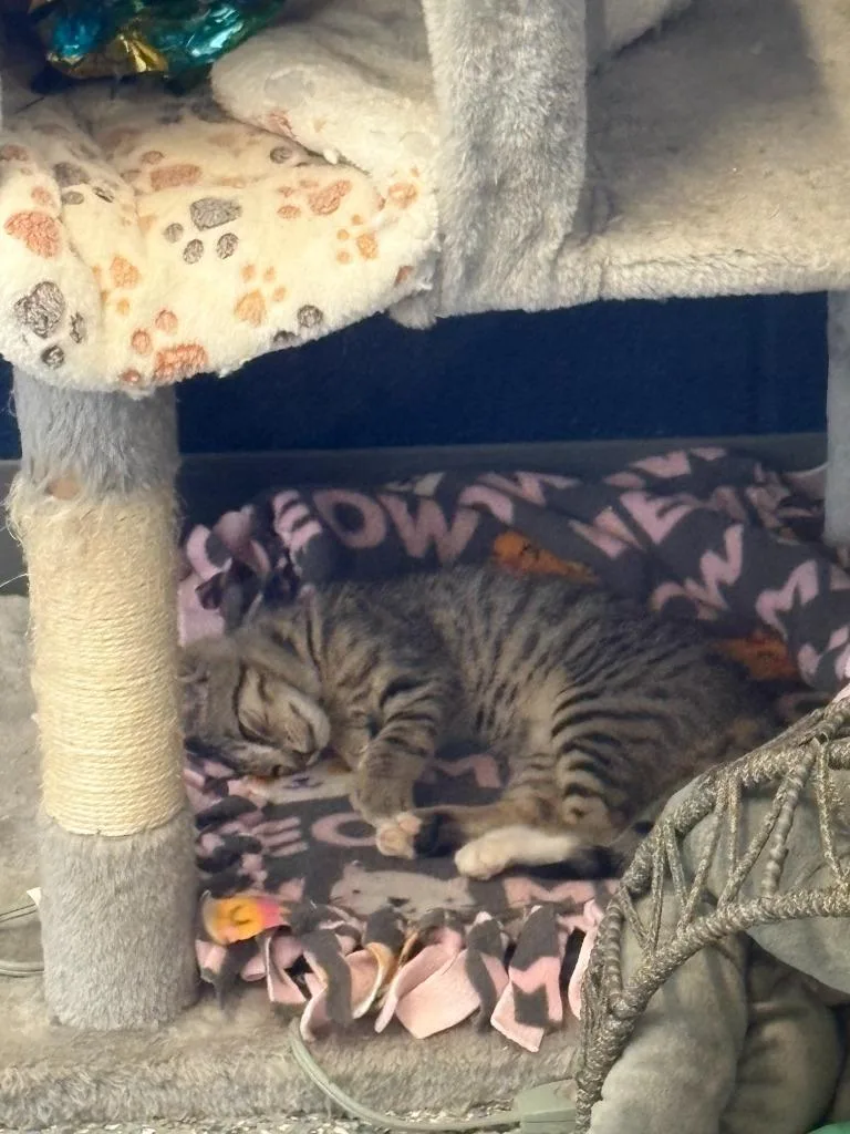 A baby medium-sized male Domestic Short Hair cat named Calvin for adoption in Athens, AL
