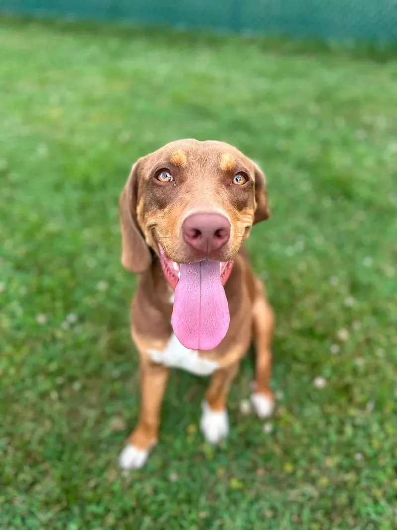 A young medium-sized male Brown / Chocolate Hound dog named Adam for adoption in Myerstown, PA