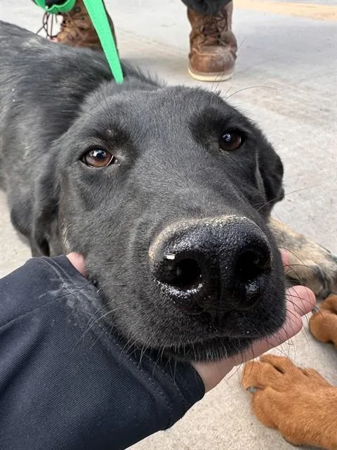 A young large-sized female German Shepherd Dog dog named Quincy for adoption in Albuquerque, NM