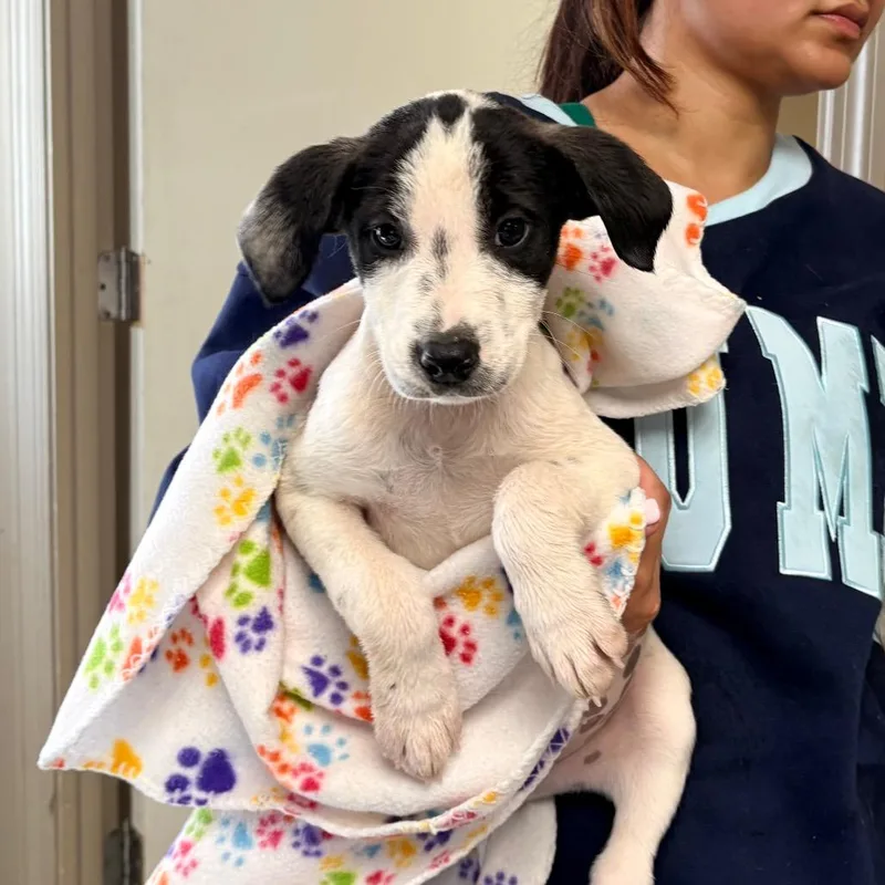 A baby small-sized male White / Cream Mixed Breed dog named Drew for adoption in Saint Louis, MO