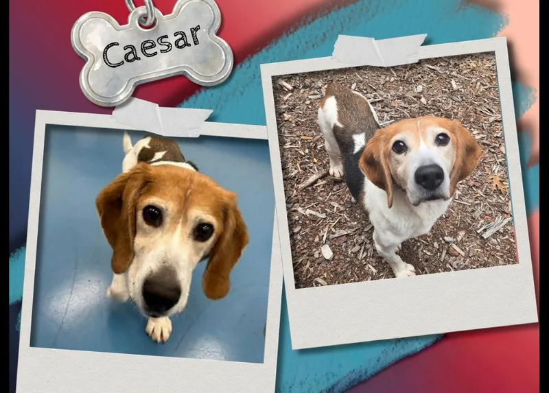 An adult medium-sized male Tricolor (Brown, Black, & White) Beagle dog named Caesar for adoption in Bothell, WA