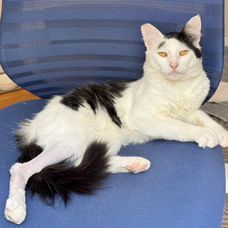 An adult medium-sized male White Domestic Short Hair cat named Olly for adoption in San Diego, CA