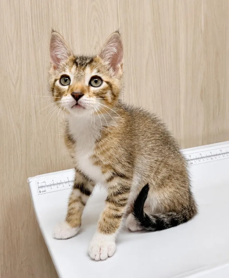 A baby small-sized male Tabby (Brown / Chocolate) Domestic Short Hair cat named Lemonhead for adoption in Homer Glen, IL