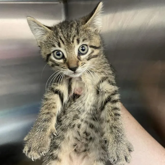 A baby small-sized female Brown / Chocolate Domestic Short Hair cat named Reggie for adoption in Port Charlotte, FL