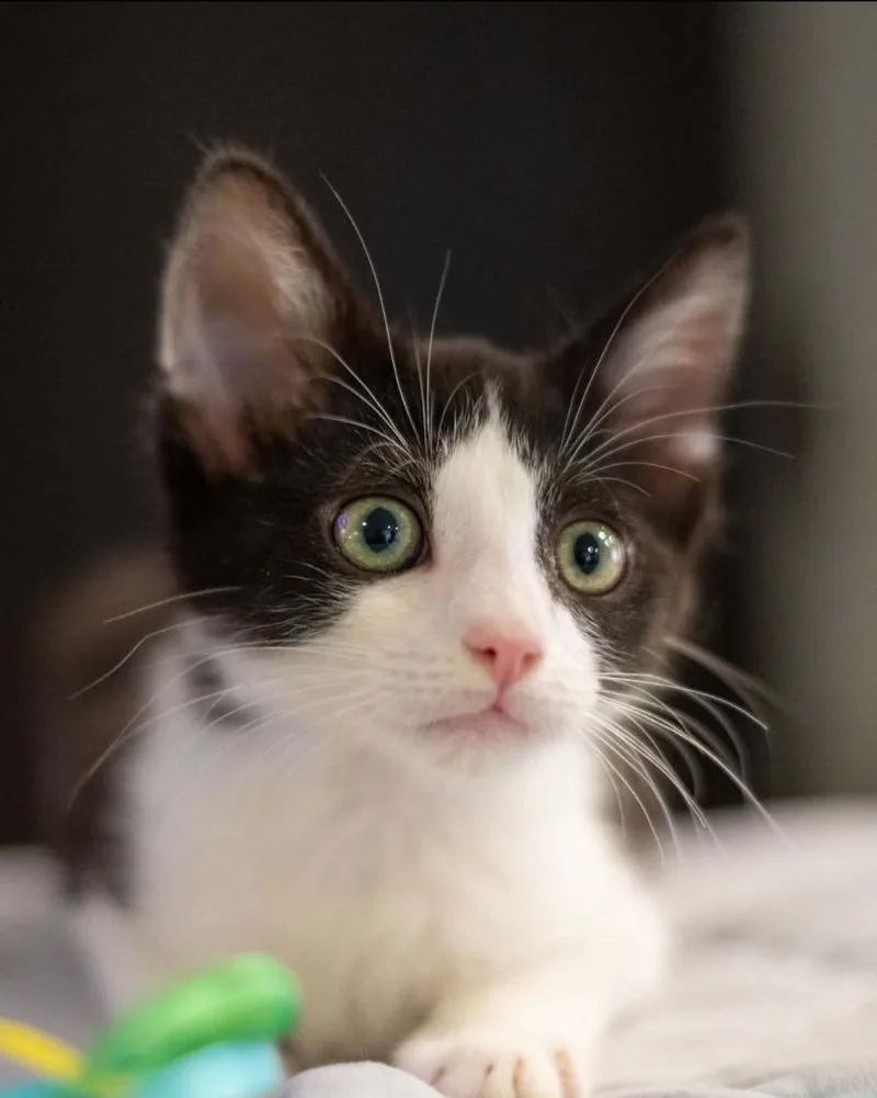 A baby small-sized male Domestic Short Hair cat named Nico for adoption in San Jacinto, CA