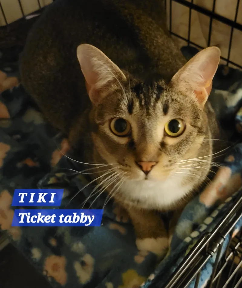 A young large-sized male Tabby (Brown / Chocolate) Domestic Short Hair cat named Tiki for adoption in Orange, CA