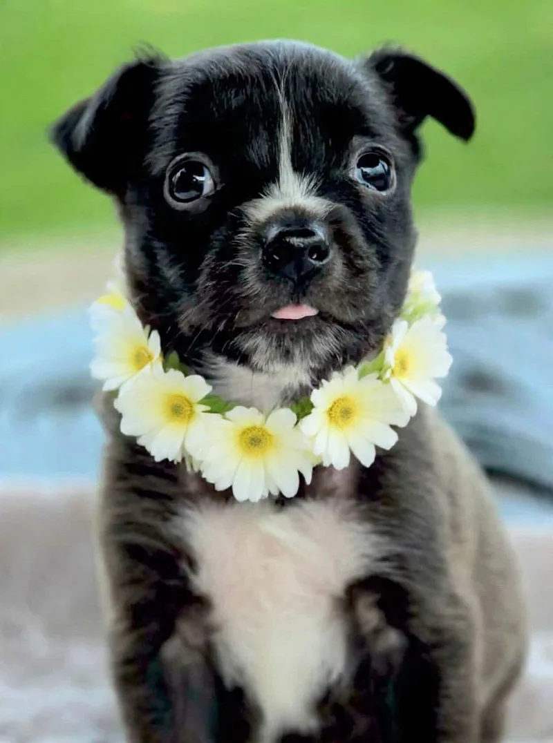 A baby medium-sized female Black Australian Cattle Dog / Blue Heeler dog named Mel for adoption in Corona Del Mar, CA