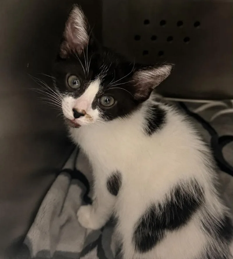 A baby small-sized male Domestic Short Hair cat named Junebug for adoption in Columbia, TN
