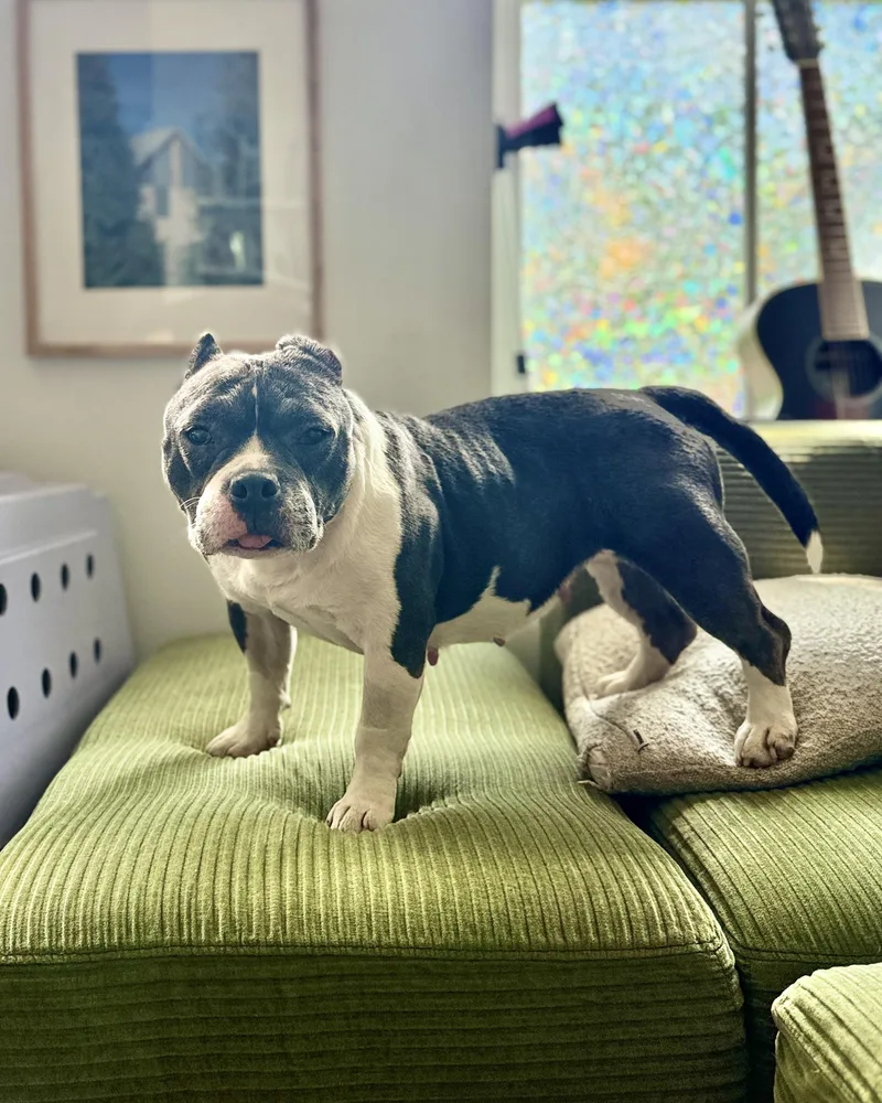 An adult medium-sized female Gray / Blue / Silver Bulldog dog named Exuma for adoption in New York, NY