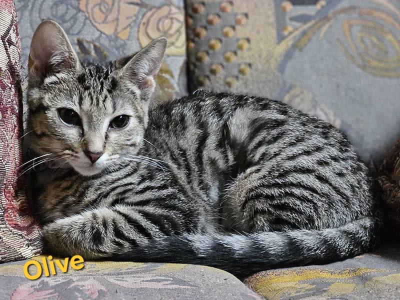 Olive