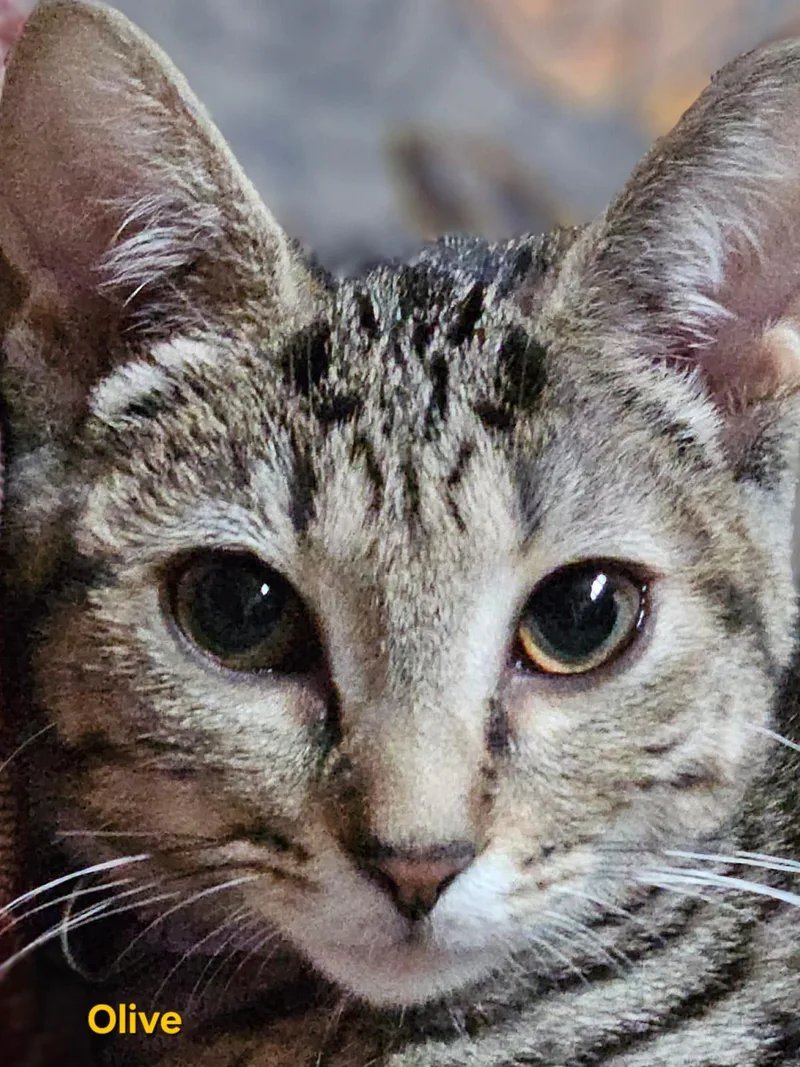 Olive thumbnail 2
