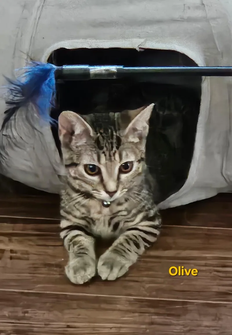 Olive thumbnail 3