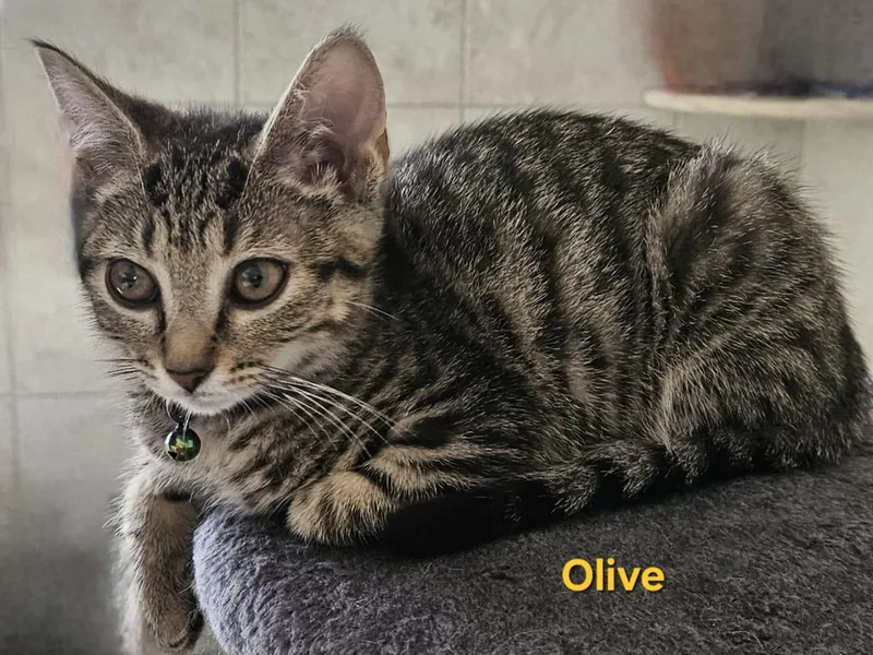 Olive thumbnail 5
