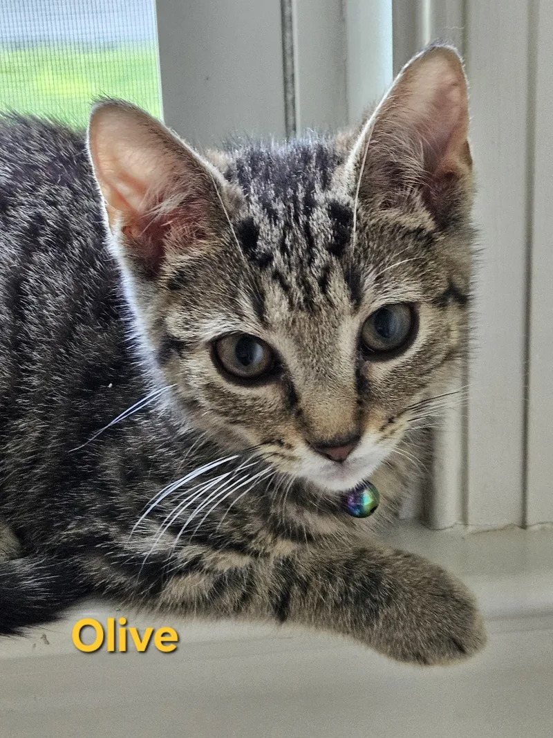Olive thumbnail 6