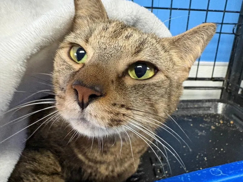 A young medium-sized female Domestic Short Hair cat named Gypsy for adoption in Ellijay, GA