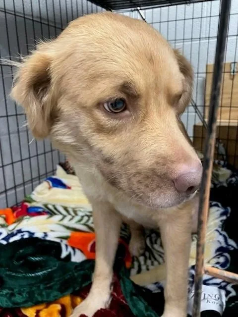 A young medium-sized female Retriever dog named Tennie for adoption in Mustang, OK