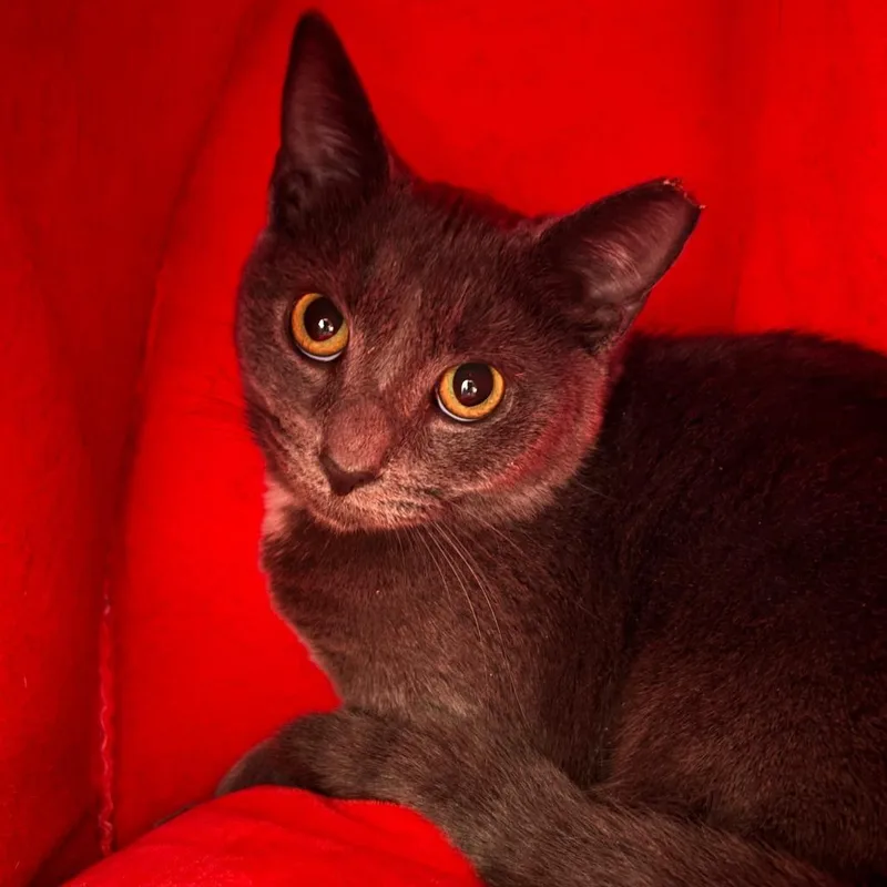 A young medium-sized female Gray / Blue / Silver Domestic Short Hair cat named Dash for adoption in Jessup, MD