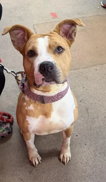 An adult medium-sized female Mixed Breed dog named Bee for adoption in West Chester, PA