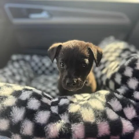 A baby medium-sized male Black German Shepherd Dog dog named Koda for adoption in Crosby, TX