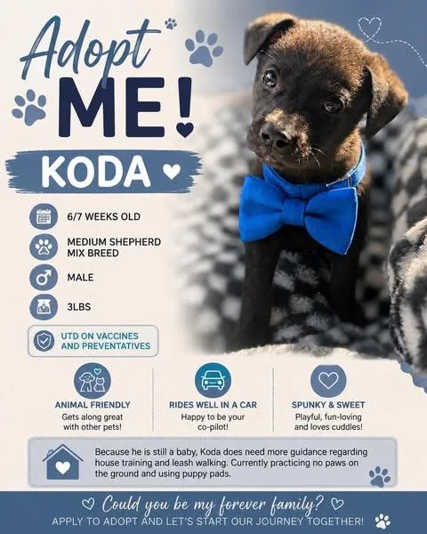 Koda thumbnail 6