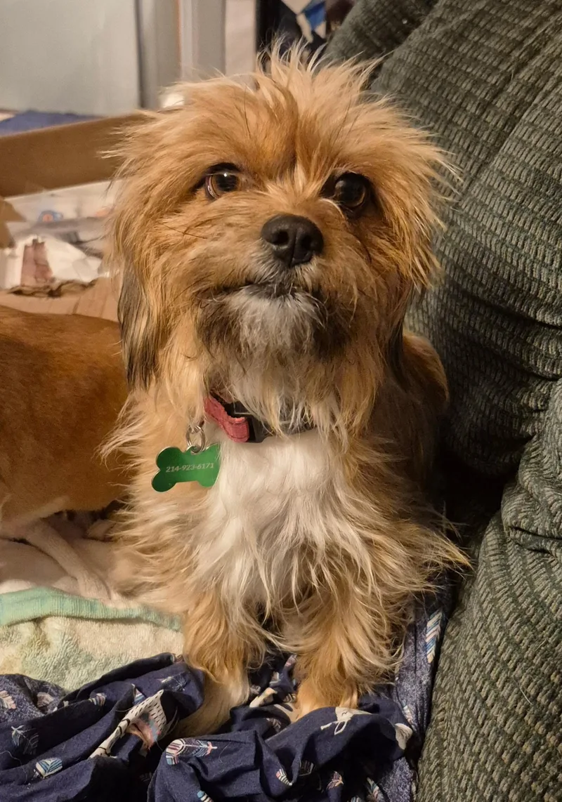 A young small-sized female Lhasa Apso dog named Rags for adoption in Coppell, TX