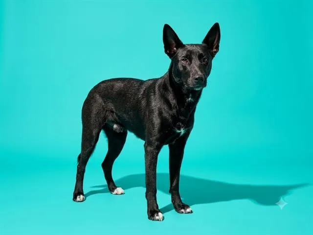 A young medium-sized male Mixed Breed dog named Augie for adoption in Jacksonville, FL
