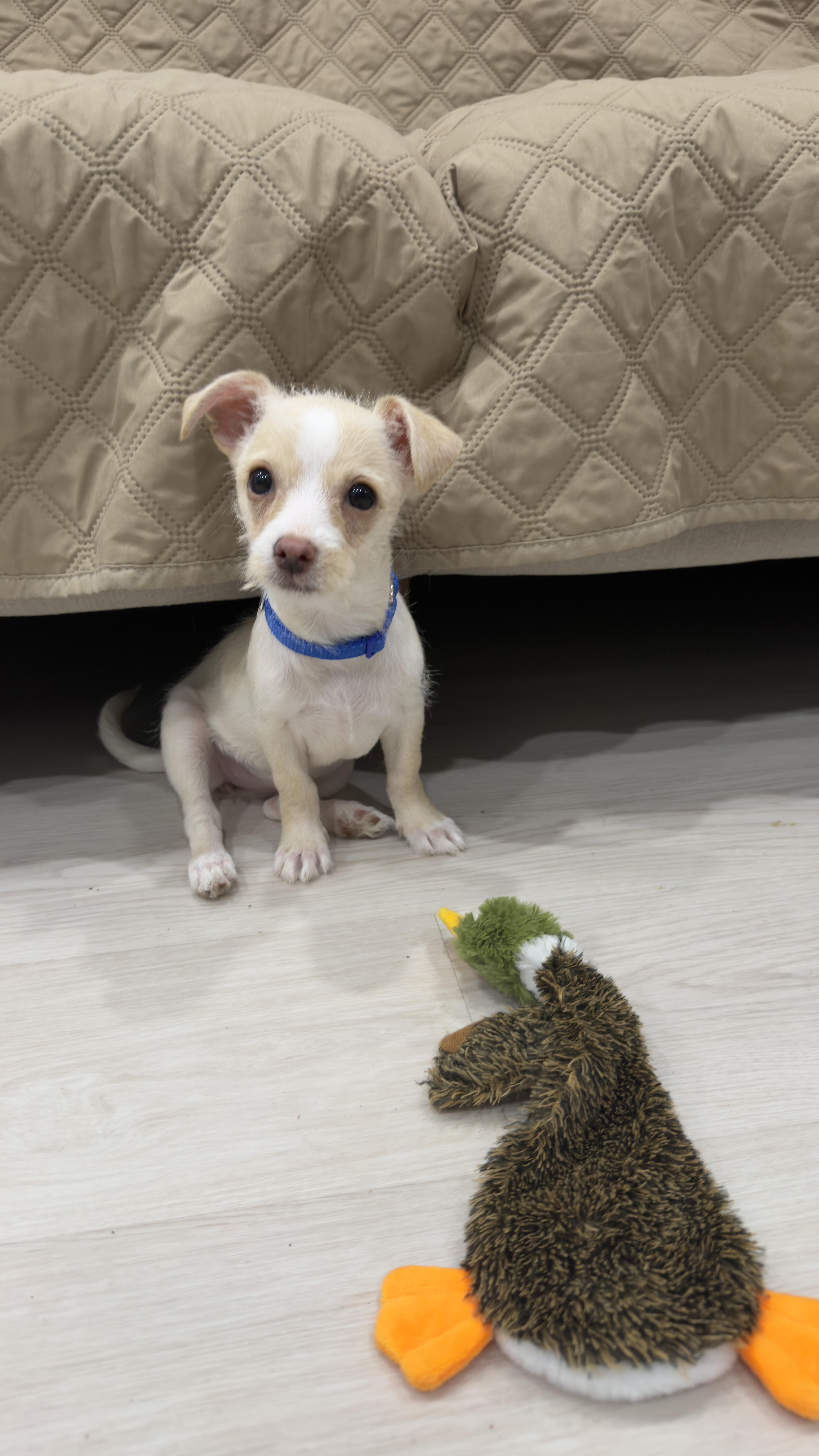 A baby small-sized female White / Cream Chihuahua dog named Tango for adoption in Harrison, NY