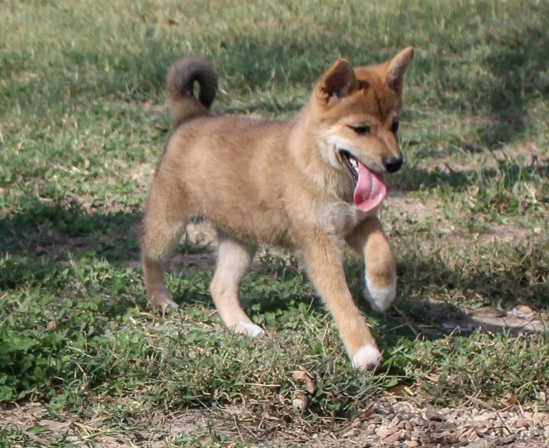 A young small-sized male Red / Chestnut / Orange Shiba Inu dog named Monty for adoption in Neosho, MO