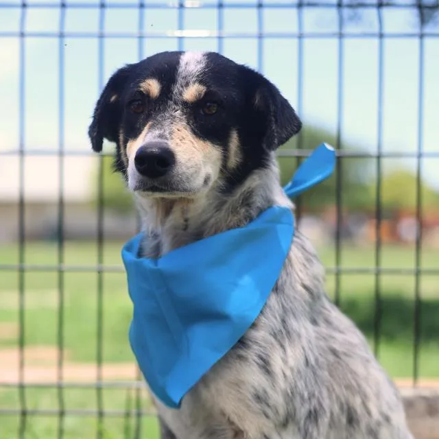 A young medium-sized female Australian Cattle Dog / Blue Heeler dog named Spunky for adoption in San Antonio, TX