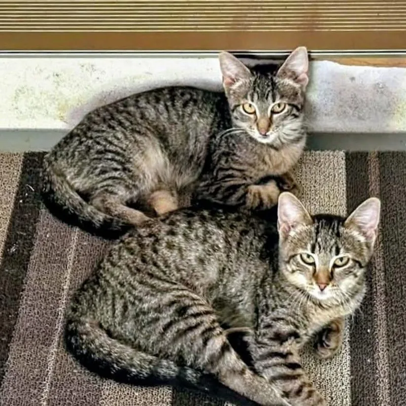 A baby small-sized female Brown / Chocolate Domestic Short Hair cat named Laverne for adoption in Mondovi, WI