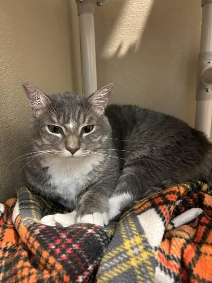 An adult extra large-sized male Domestic Short Hair cat named Romeo for adoption in Pleasanton, CA