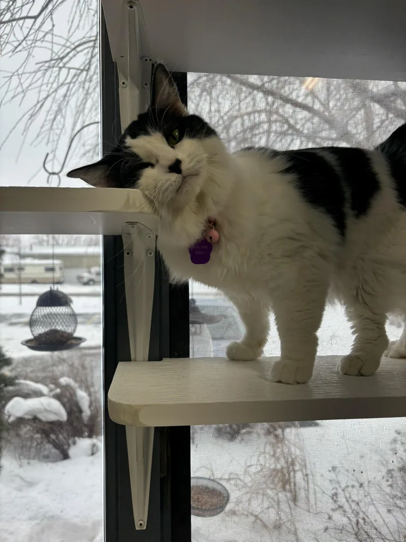 Princess Kiko thumbnail 3