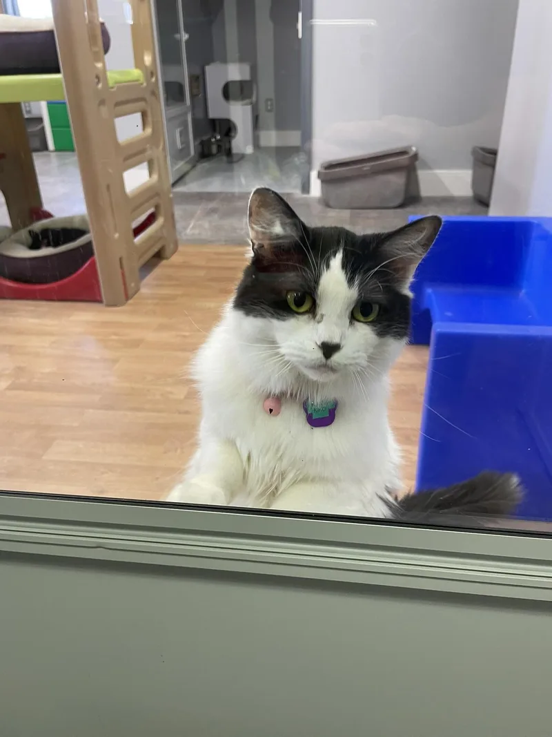 Princess Kiko thumbnail 4