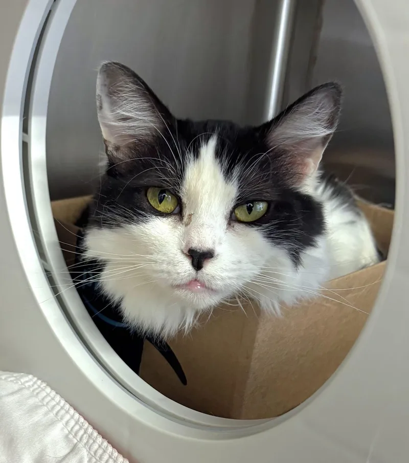 Princess Kiko thumbnail 5