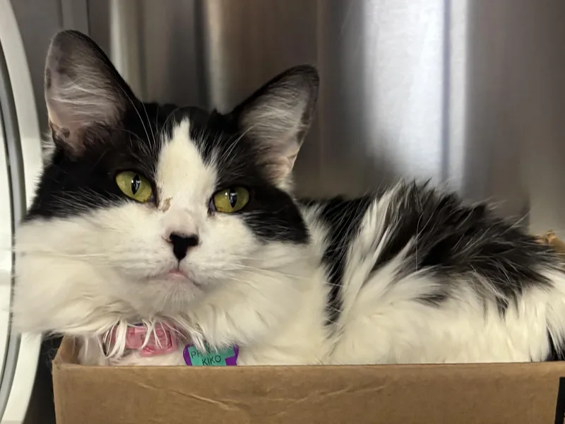 Princess Kiko thumbnail 6