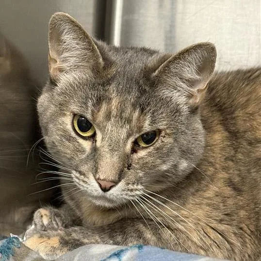 An adult large-sized female Tortoiseshell Domestic Short Hair cat named Ali for adoption in Reno, NV